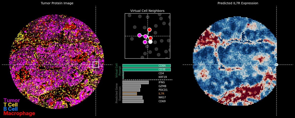 OCTO virtual cell report preview